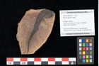 Foto (Objekt + Etikett) von Myrica lignitum Unger (NHMW-GEO-2024-0188-0634)